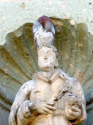 pigeon y santo