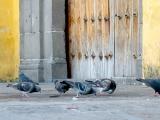 pigeons, templo de san francisco