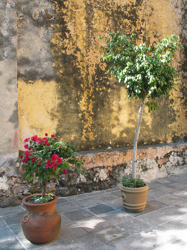wall, flowers, la Catedral de la Asuncin