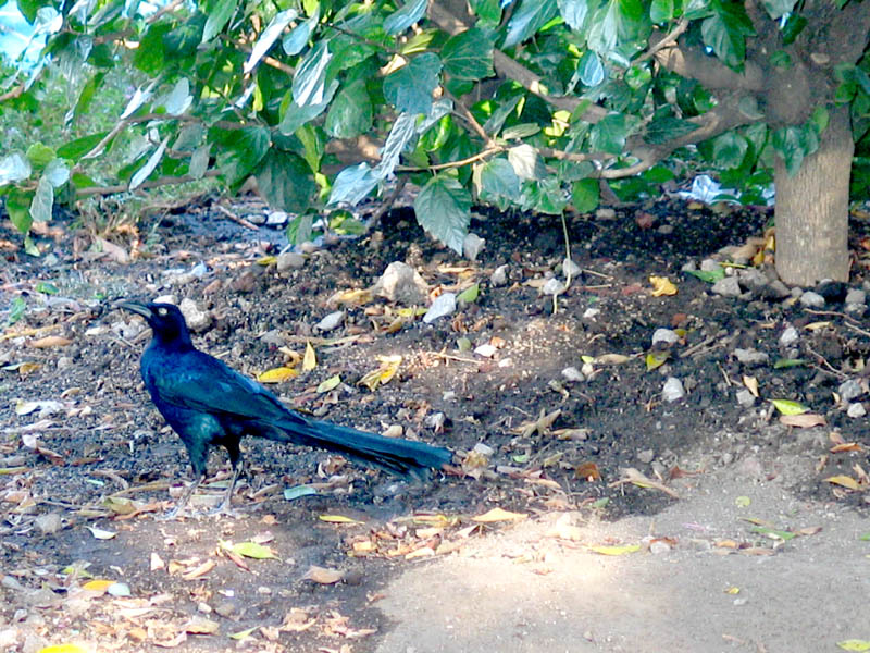 loud crazy bird
