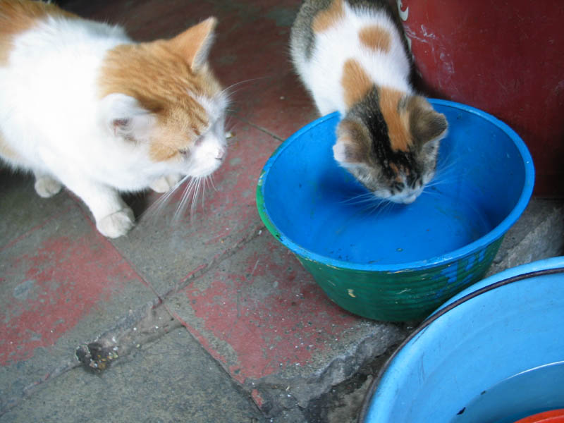 baby gato y mama!