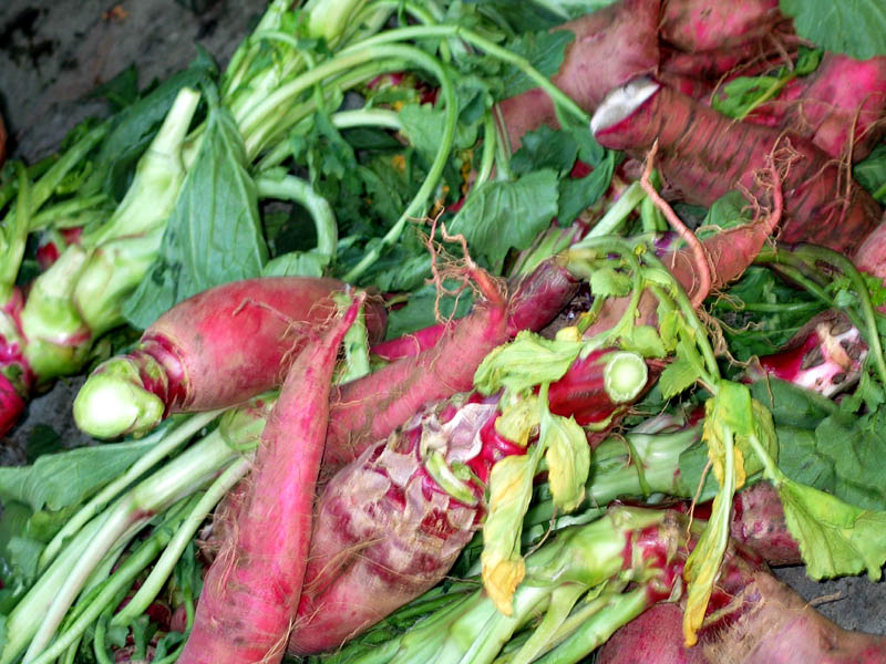 giant radishes