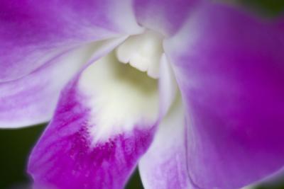 April 3 - orchid