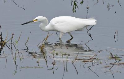 Snowy Egret