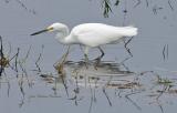 Snowy Egret