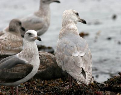 presumed Slaty-backed Gull (left), 3rd cycle, with Glaucous-winged Gull