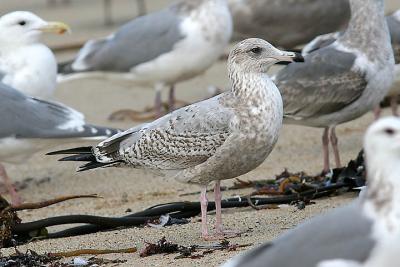 Herring Gull, 2nd cycle