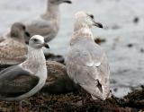 presumed Slaty-backed Gull (left), 3rd cycle, with Glaucous-winged Gull