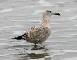 gull #2 - possible Vega Gull - 1st cycle 