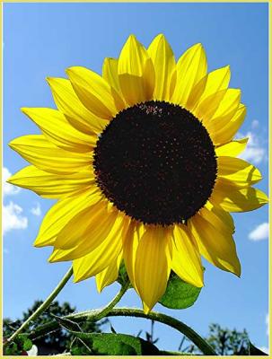 sunflower_filtered.jpg