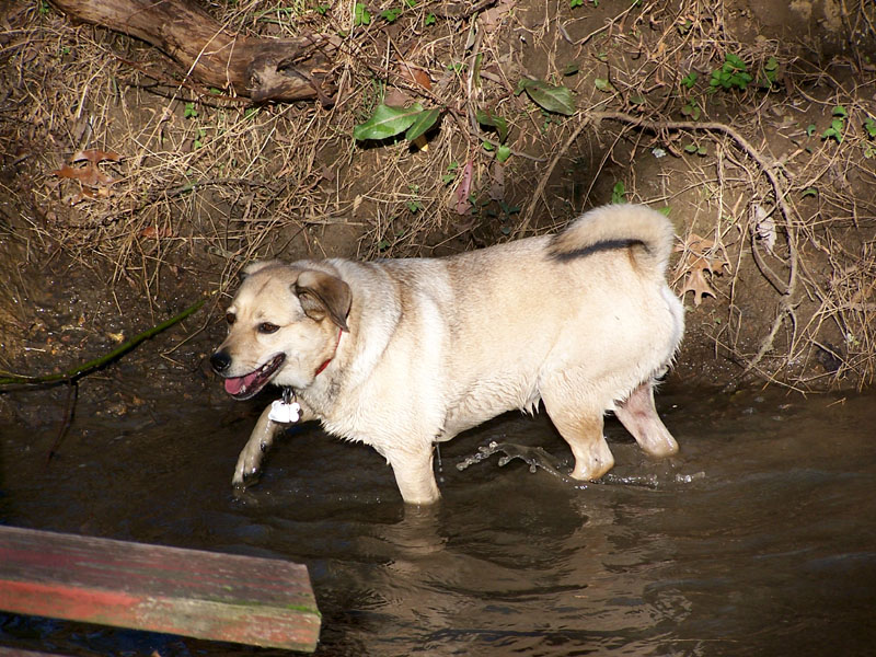 Buddy the Dog