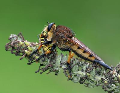 Robberfly Killing a Yellow Jacket