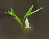 Sessile Bellwort