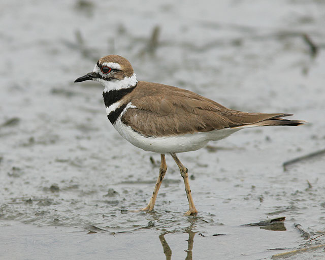 Kildeer
