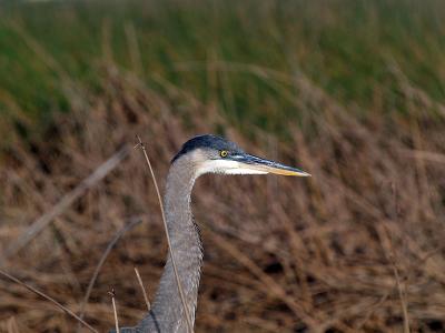 Juvenile Great Blue Heron