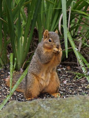 Backyard Buddy