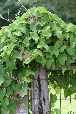 fence_posts_