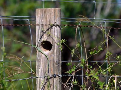Post-Hole