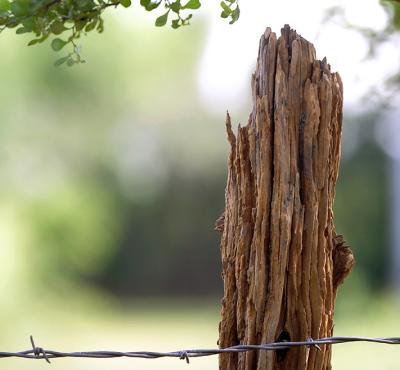Cedar-Post-Wrinkles