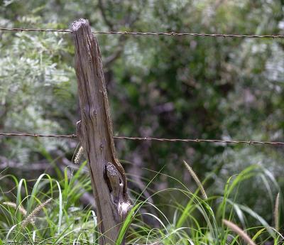 Snake's-Head-Post