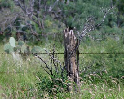 Scrub-Tree-Post