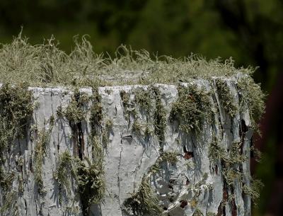 Grassy-Post