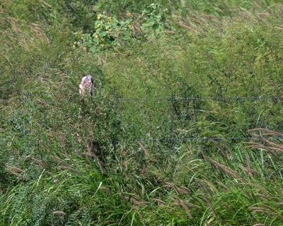 Sea-of-Grass