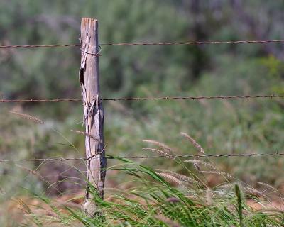 Just-a-Fence-Post