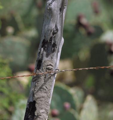Fire-&-Pest-Post