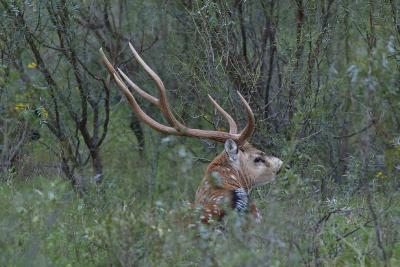 Axis-Buck-Resting-II