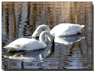 swans060.jpg