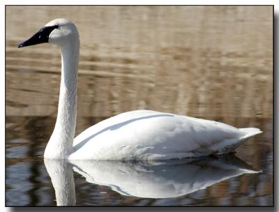 swans076.jpg