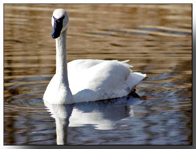 swans106.jpg