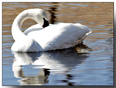 swans114.jpg