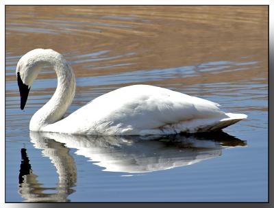 Trumpeter Swans