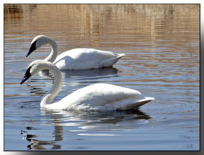 swans128.jpg