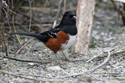 Spotted Towhee