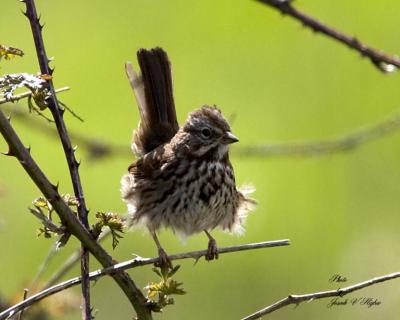 Song Sparrow