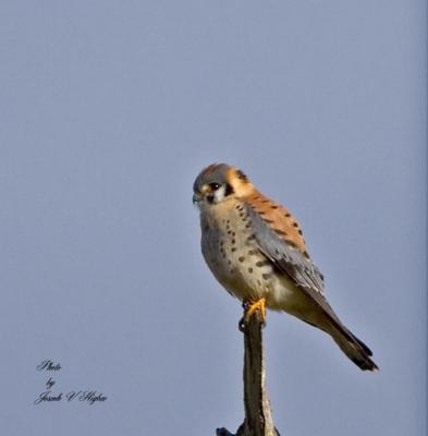 Falcons