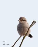 Northern Shrike