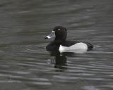 Ring-necked Duck