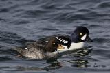 Barrows Goldeneye