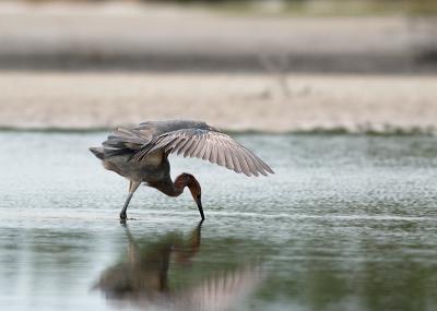 reddish egret. with raised wings