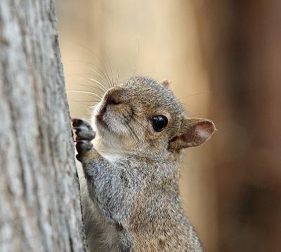 acclimatized squirel