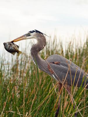 great blue heron. with bluegill