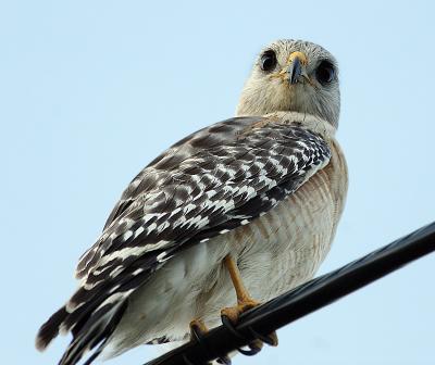 red shouldered hawk. on a wire