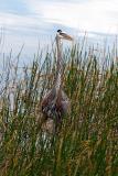 great blue heron. hunting for a fish