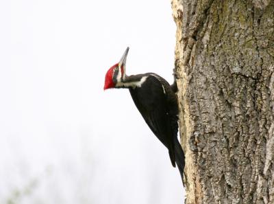 u13/kaboommals/medium/42516821.Pileated.jpg