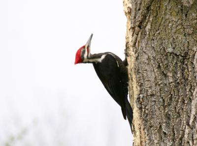 Pileated woodpecker