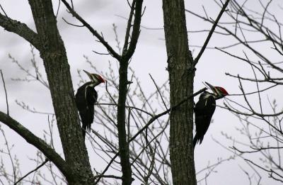 Pileated woodpecker pair